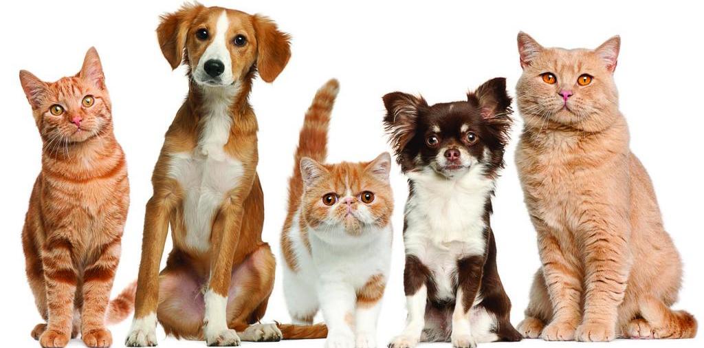 Доска объявлений о животных | ЗооТом - продажа, вязка и услуги для животных в Собинке