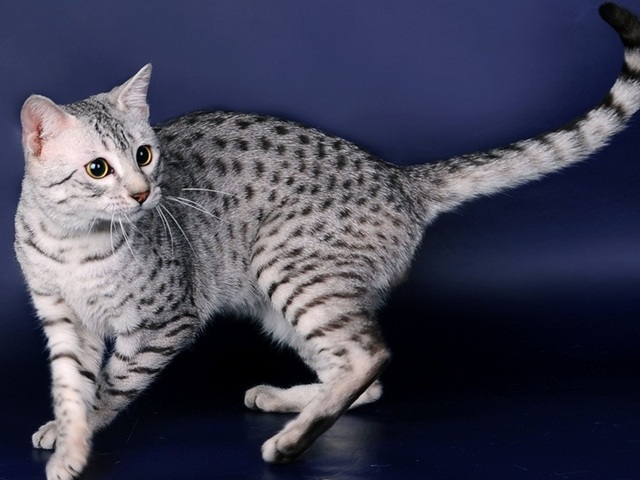 Породы кошек в Собинке | ЗооТом портал о животных
