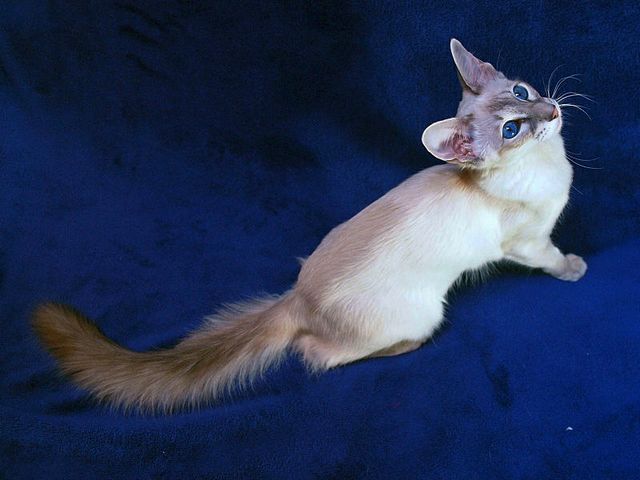 Выведенные породы кошек в Собинке | ЗооТом портал о животных