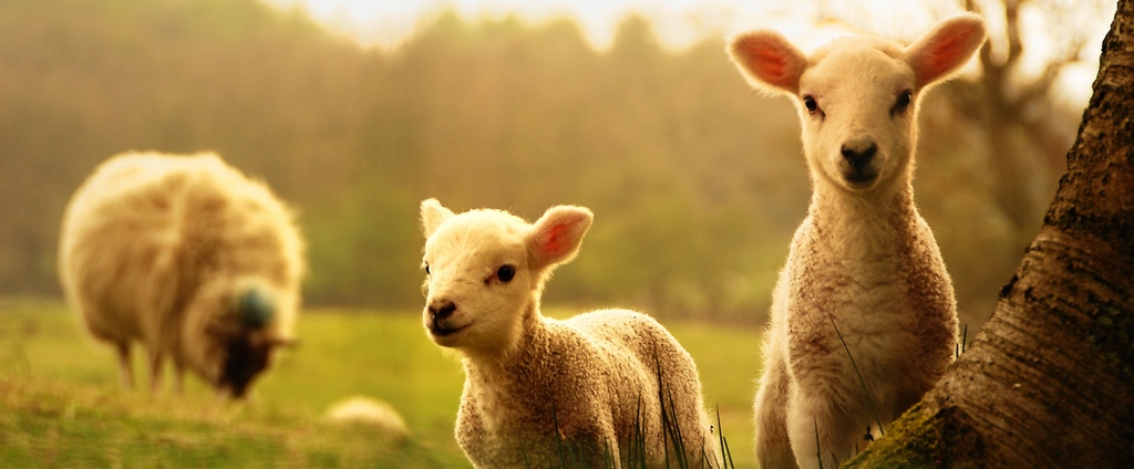 Объявления о сельскохозяйственных животных | ЗооТом - продажа, вязка и услуги для животных в Собинке