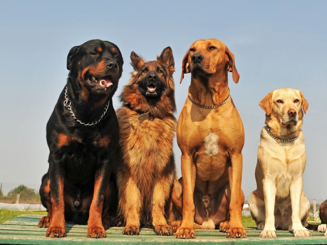 Крупные породы собак в Собинке | ЗооТом портал о животных